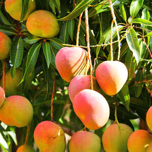 1 Kg Mango - ১ কেজি আম